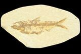 Fossil Fish (Knightia) - Green River Formation #126478-1